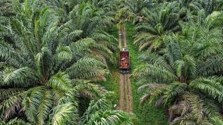 Harga Kelapa Sawit Mitra Plasma Minggu Ini Jadi Rp3.604 per Kg