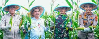 Pemkab Kuansing Panen Raya Jagung di Desa Beringin Taluk