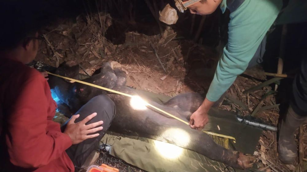 Beruang Madu Ditemukan Terjerat di Suaka Margasatwa Bukit Rimbang, Kaki Jadi Buntung