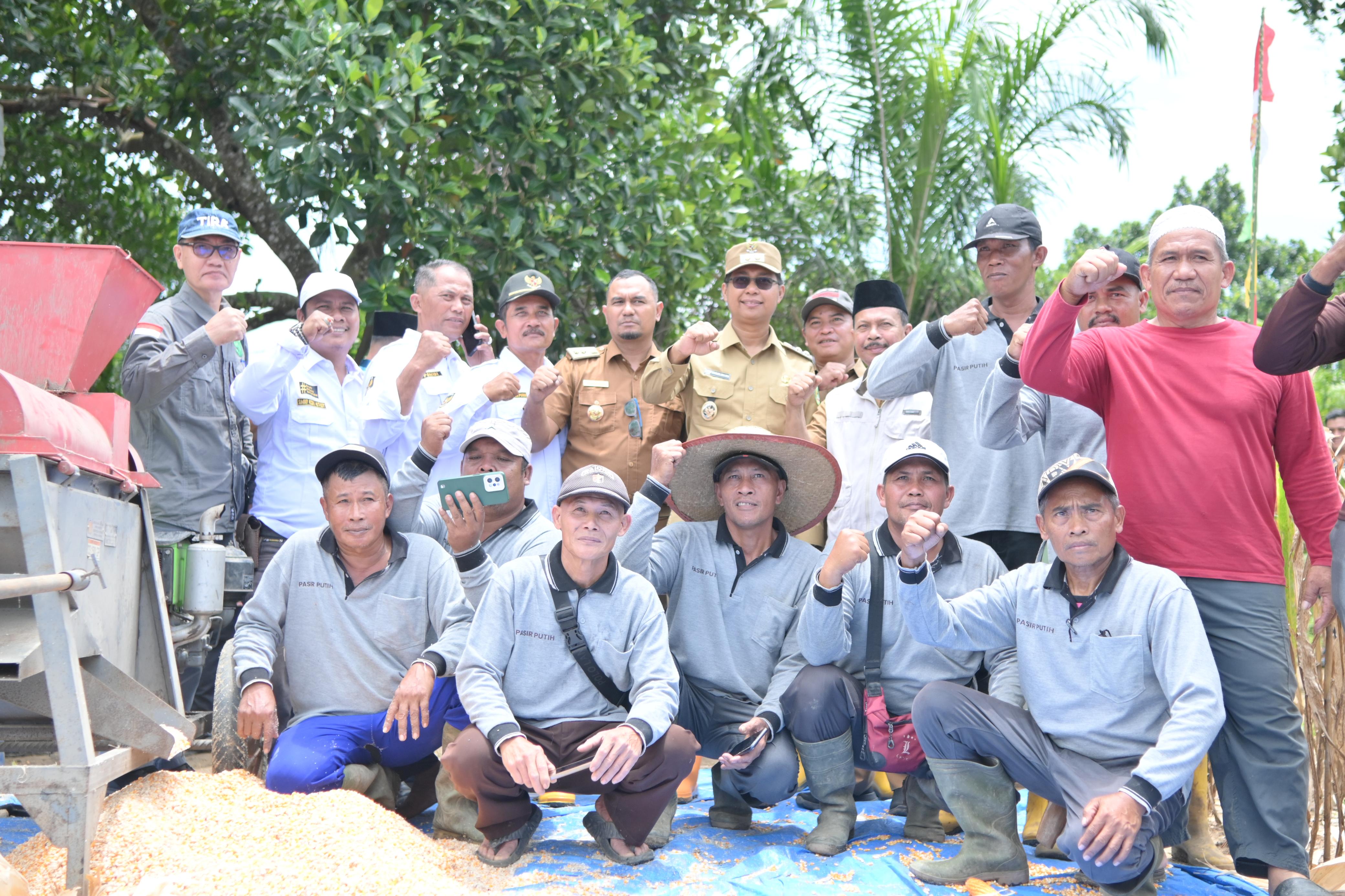 Wakil Bupati Rohil Jhony Charles Hadiri Panen Raya Jagung Kelompok Tani Pasir Putih Bersatu Balai Ja