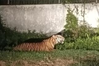 Gawat! Harimau Masuk Lokasi Pabrik Goni PT Wilmar di Dumai