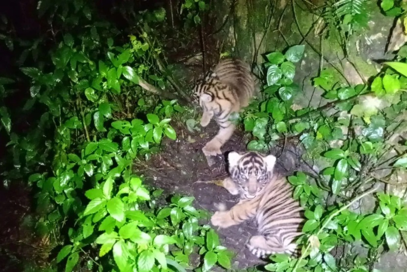 Dua Anak Harimau Sumatera Lahir di Sanctuary Barumun, Namanya Nunuk dan Ninik