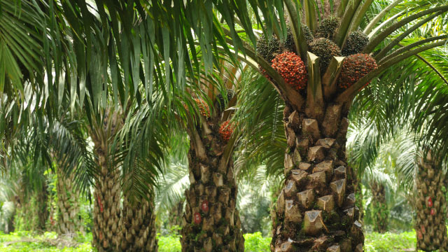 Harga CPO Turun, Kelapa Sawit Mitra Plasma Minggu Ini Dihargai Rp3.580 per Kg