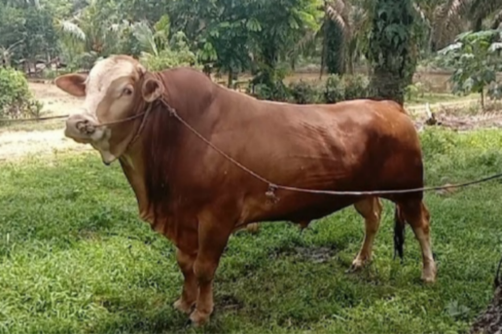 Miliki Bobot 950 Kg dan 820 Kg, Sapi Milik Peternak Rohul Terpilih Jadi Hewan Kurban Presiden Prabow