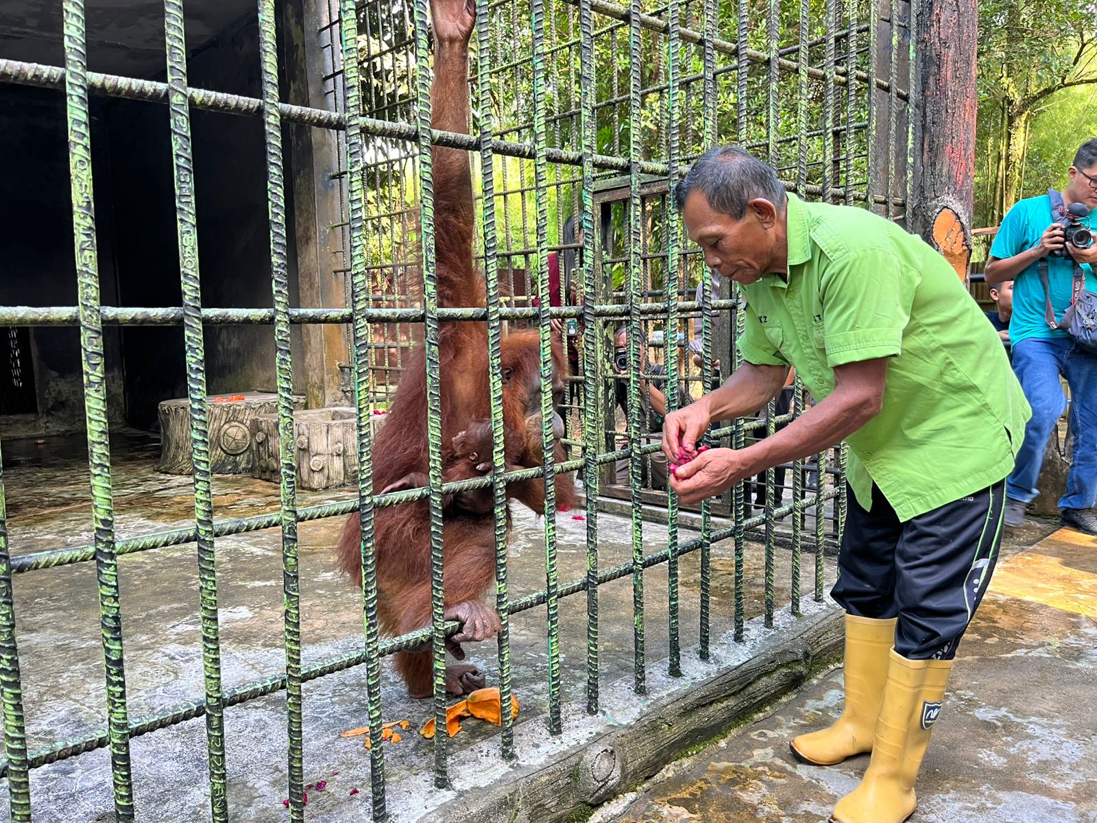 Selamat Datang Ade! Bayi Orangutan Jantan Lahir di Riau, Menhut Langsung Beri Nama