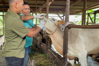 Iduladha Mendekat, 75 Sapi Kurban di Pekanbaru Diperiksa Petugas
