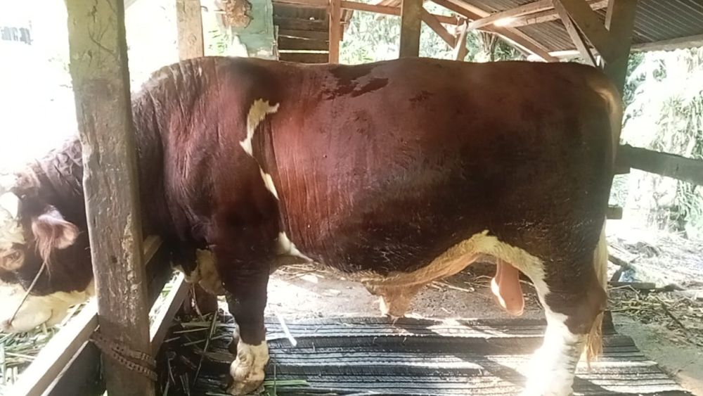 Kabupaten Meranti dan Bengkalis Dapat Dua Ekor Sapi Kurban Bantuan Presiden Prabowo
