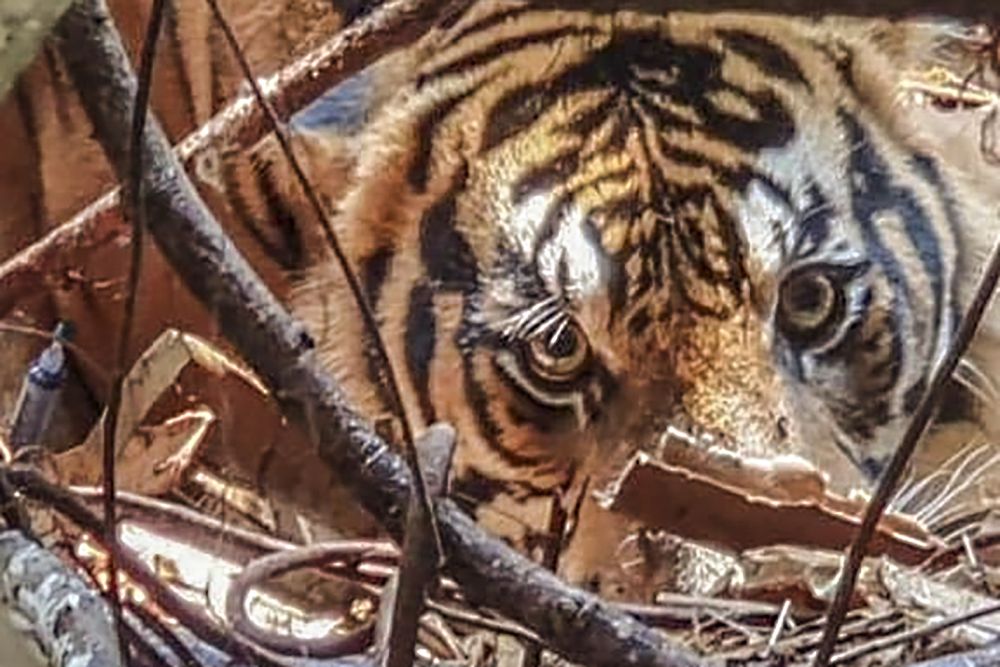 Harimau Kembali Muncul di Inhil dan Siak, BKSDA Riau Turunkan Tim Mitigasi