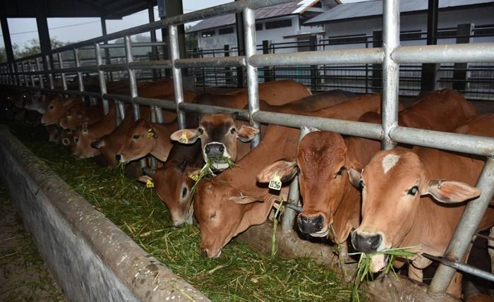 Disdik Pekanbaru Targetkan Sembelih 7 Hewan Kurban Tahun Ini