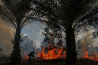 GAPKI Gencarkan Strategi Pencegahan dan Penanggulangan Karhutla di Perkebunan Sawit