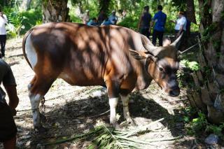Jelang Iduladha 1446 H, Pemprov Riau Pastikan Stok Hewan Kurban Aman