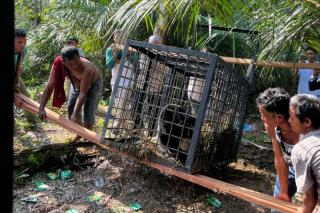 Beruang yang Masuk Permukiman Warga Kampar Dilepasliarkan 