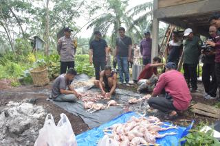 Wabup Bagus Santoso Tinjau Usaha Peternak Ayam Potong Desa Pangkalan Batang Barat