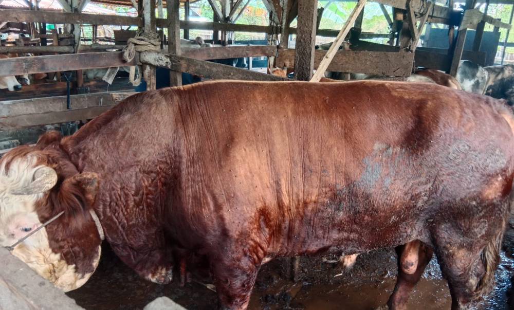 1 Ekor Sapi Kurban Presiden Prabowo dengan Bobot 750 kg di Kota Dumai Dibeli dari Petani Lokal
