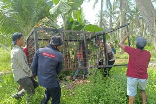 Kambing Jadi Korban Terakhir? BKSDA Riau Berharap Harimau Tertangkap di Box Trap