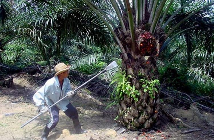 Harga TBS Mitra Swadaya Riau Tembus Rp3.351,72