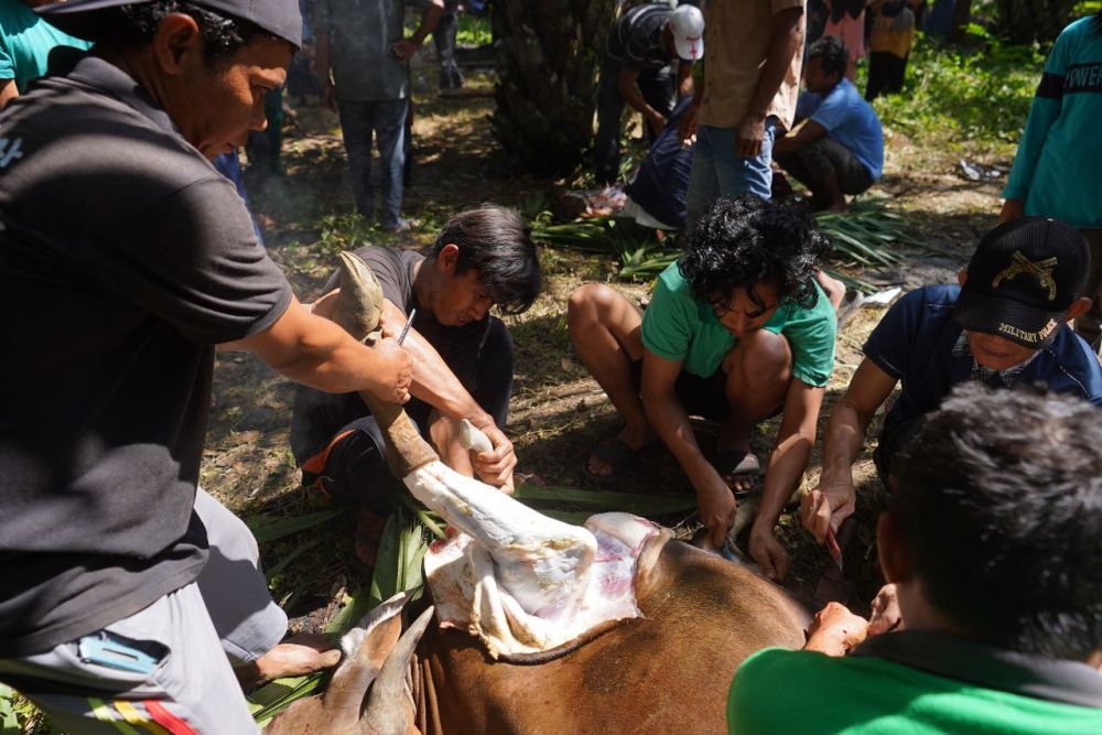 Jumlah Hewan Kurban Riau Diprediksi Naik, 75 Persen Didatangkan dari Luar Provinsi