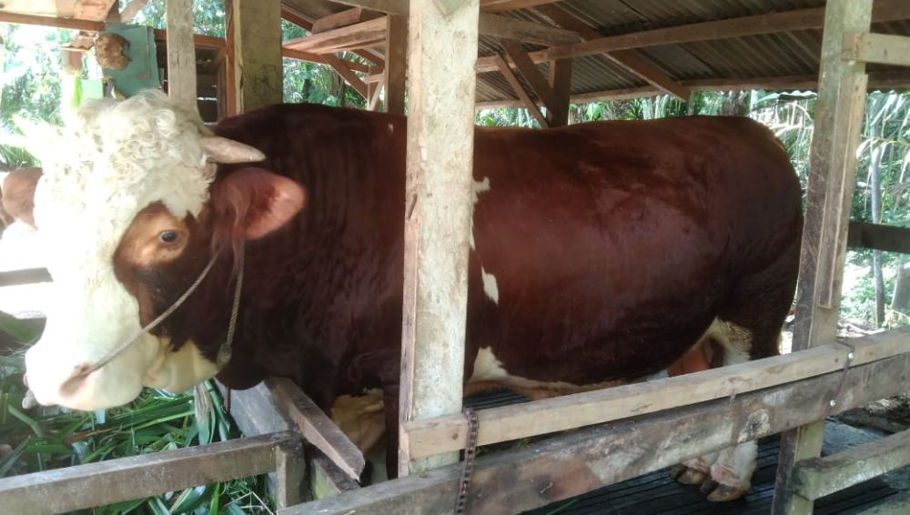 Sapi Kurban Bantuan Prabowo untuk Riau Dipastikan Disembelih di Annur