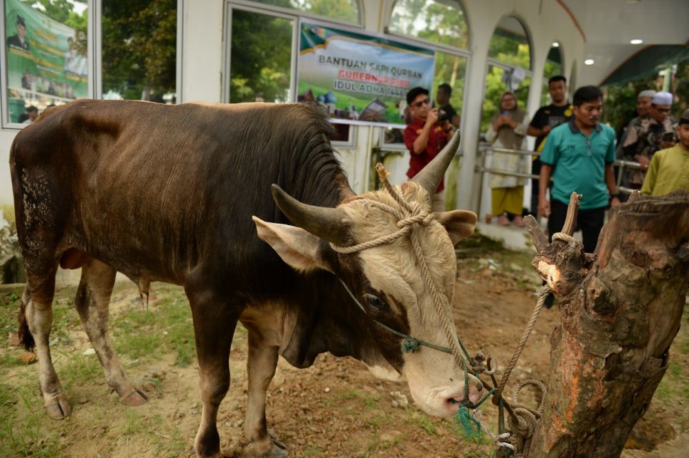 Gubernur Riau Kurbankan Sapi di UIN Suska Riau