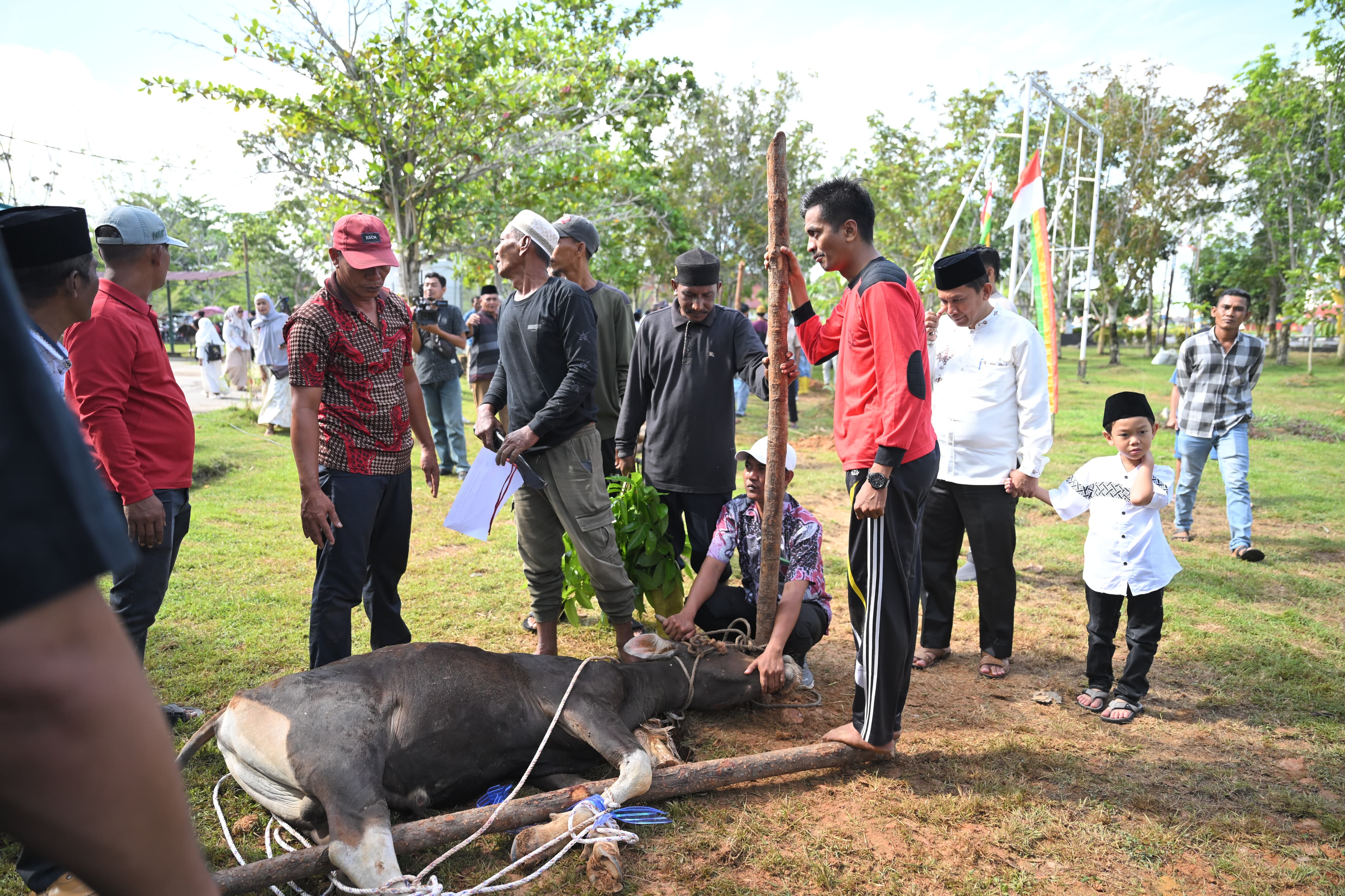 Sapi Kurban dari Bupati dan Wabup Rohil Disembelih di DLH