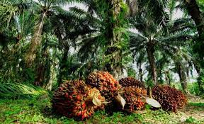 Harga TBS Sawit Riau Turun Jadi Rp3.293,89 per kilogram, Ini Penjelasan Disbun