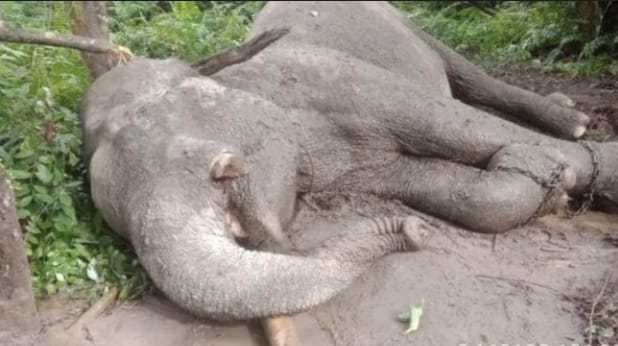 Sadis! 23 Gajah Mati di TNTN Akibat Ulah Manusia