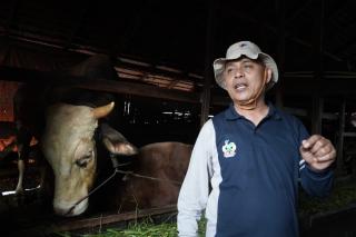 Bupati Inhil Tinjau Hewan Kurban Bantuan Presiden dan Gubernur