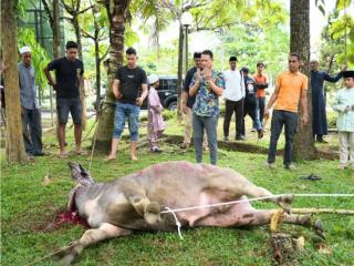 Sekda Distribusikan Daging Kurban ke THL dan Pegawai Kebersihan di Lingkungan Setda Kampar