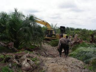 Kejaksaan Sudah Menerima SPDP Kasus Perambahan Hutan TNTN 