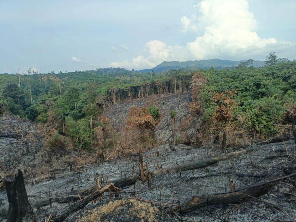 Usai Bakar Lahan untuk Kebun Sawit, Rikardo Ditangkap Polisi
