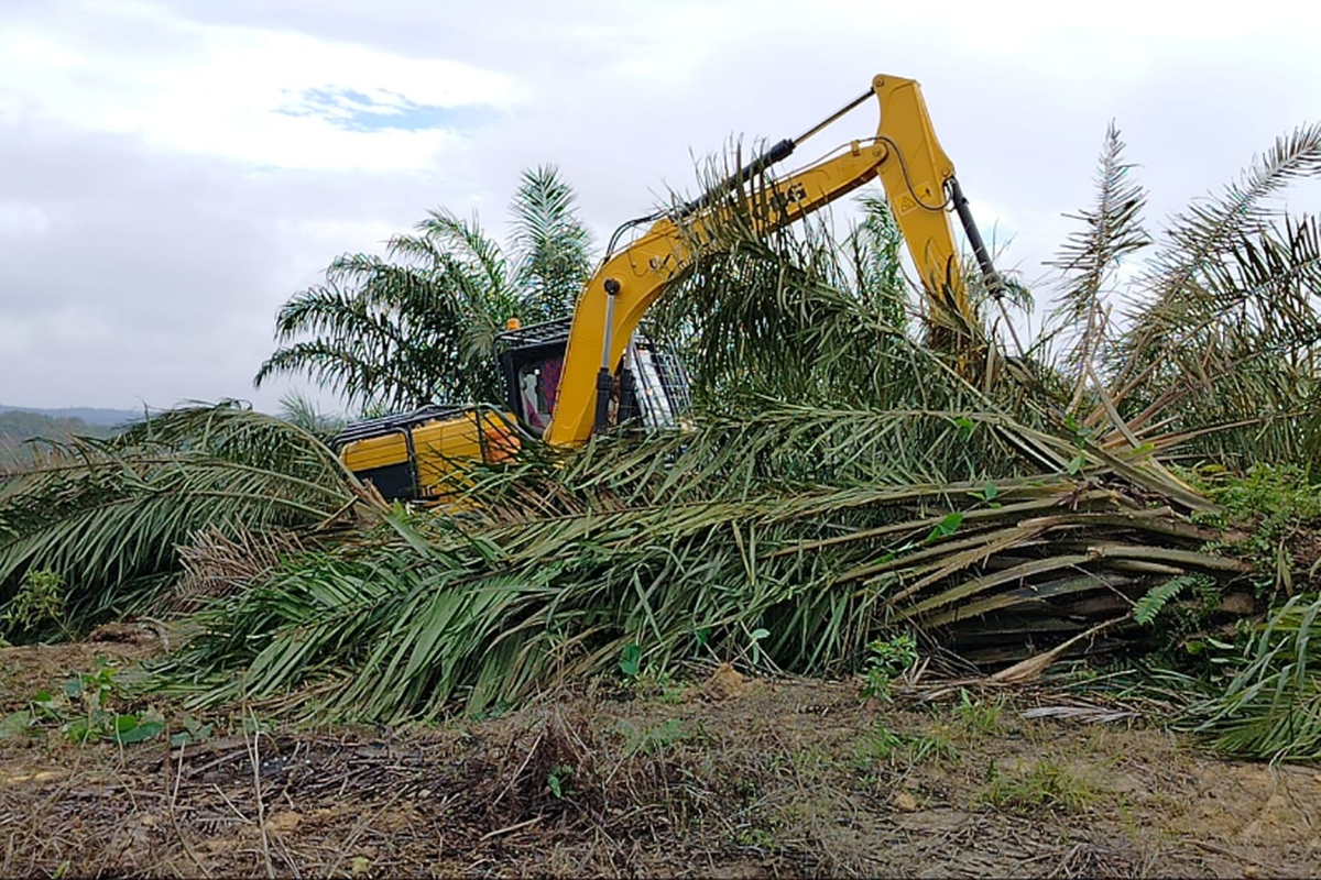 Riau Paling Luas Alihfungsi Hutan Jadi Sawit, Capai 1,2 Juta Hektar