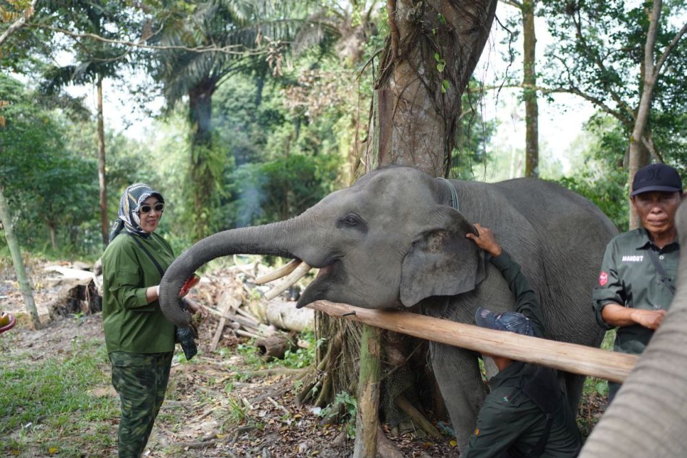 Istri Mendagri Tito Karnavian Ajak Masyarakat Lindungi Gajah Sumatera