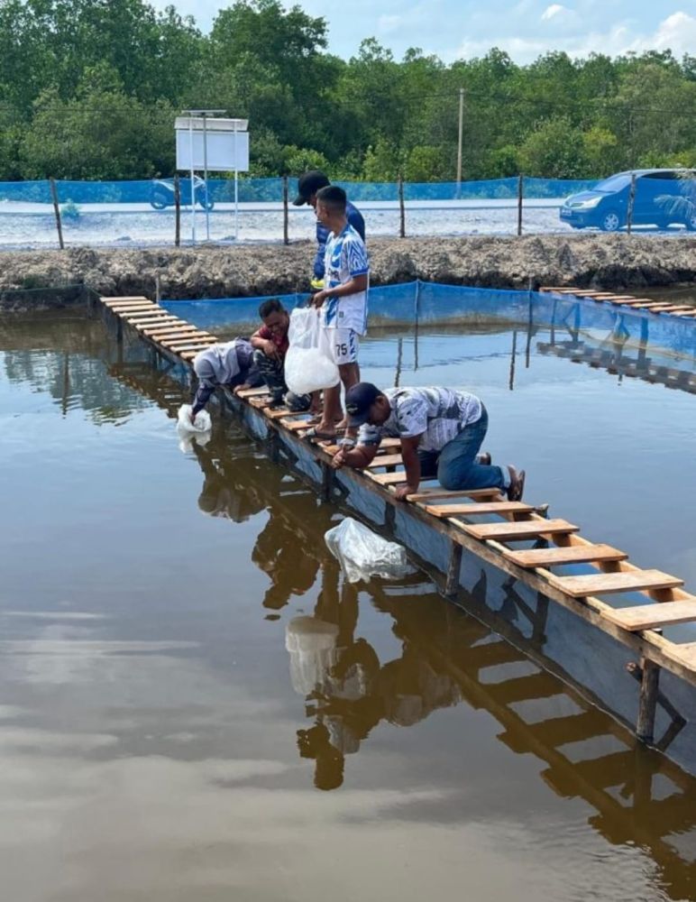 8.500 Benih Ikan Nila dan Patin Ditebar di Tambak TNI AL Dorak
