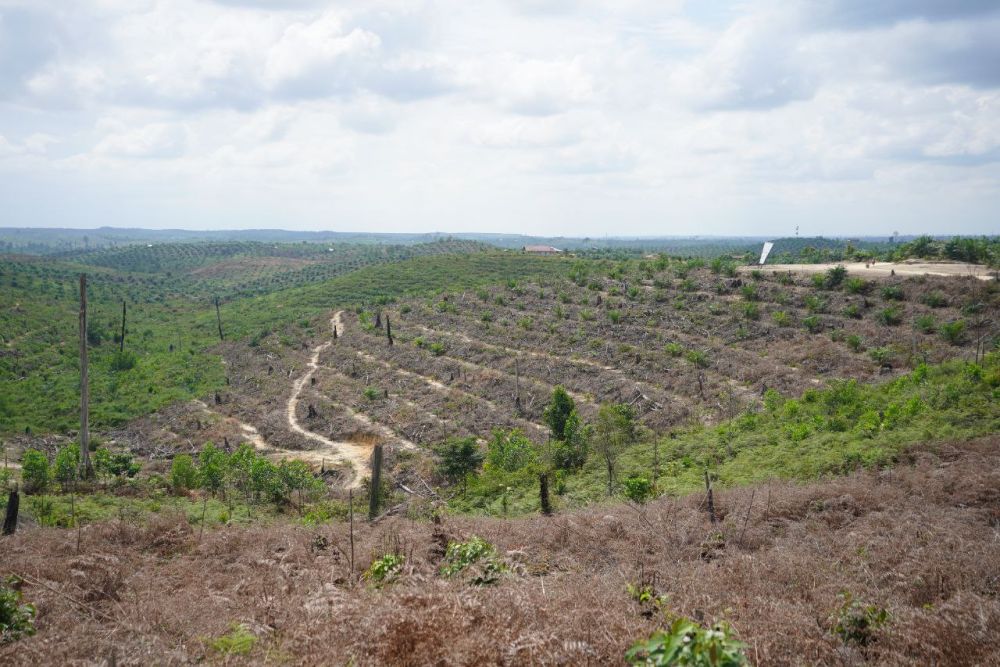 Jual Hutan Jadi Kebun Sawit, Kepala Desa di Inhu Ditangkap Polisi