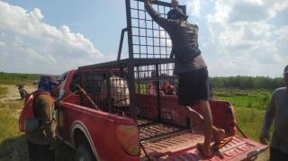 Konflik Harimau-Ternak di Pelalawan, BBKSDA Riau Turun Tangan