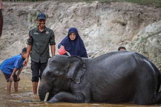 Bupati Afni Ngeronda Bareng Gajah Jinak