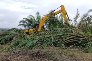 Riau Paling Luas Alihfungsi Hutan Jadi Sawit, Capai 1,2 Juta Hektar 