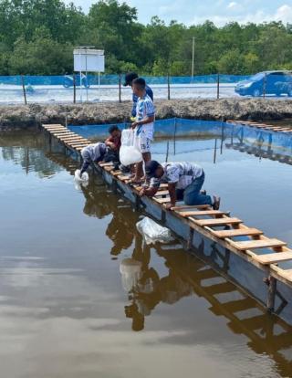8.500 Benih Ikan Nila dan Patin Ditebar di Tambak TNI AL Dorak