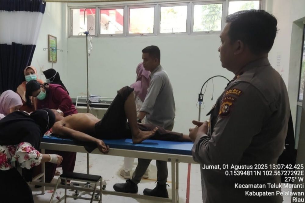Pekerja Akasia Diserang Harimau Sumatera di Pelalawan