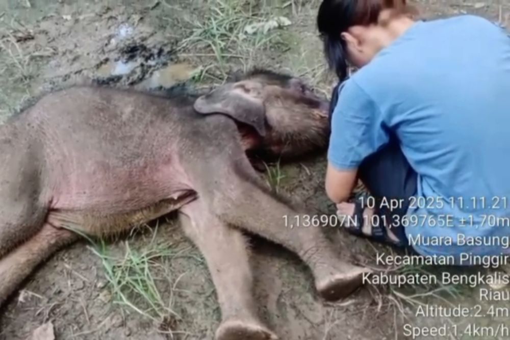 Yuni Bayi Gajah di Riau Tutup Usia