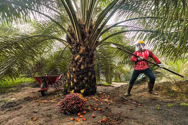 Kelapa Sawit Mitra Plasma Riau Dihargai Rp3.679 per Kg