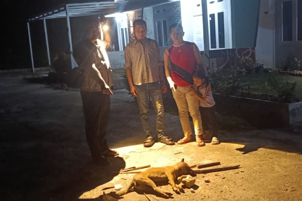9 Warga Pekanbaru Digigit Anjing Liar, Dinkes Lakukan Pemantauan Ketat