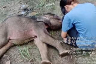 Yuni Bayi Gajah di Riau Tutup Usia