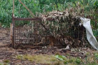 Penangkapan Harimau di Pelalawan, Darah dan Kotoran Diselidiki untuk Bukti Serangan
