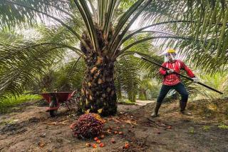 Kelapa Sawit Mitra Plasma Riau Dihargai Rp3.679 per Kg