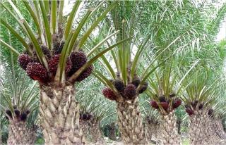 Kelapa Sawit Mitra Plasma Minggu Ini Dihargai Rp3.690 per Kg