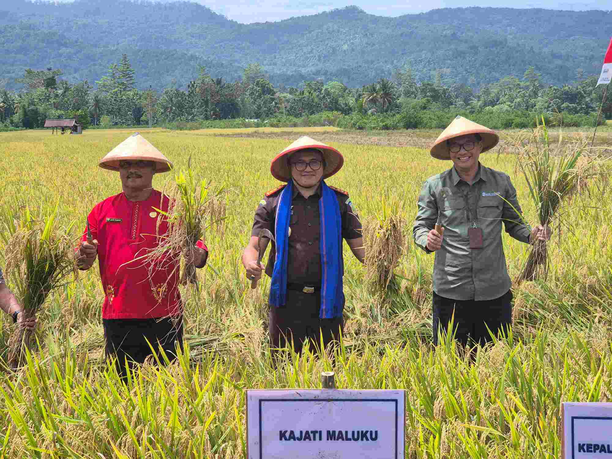 Dukung Ketapang di Maluku, Kajati Agoes SP Diwakili Kejari SBB Panen Raya Padi Sawah Di Desa Waimita
