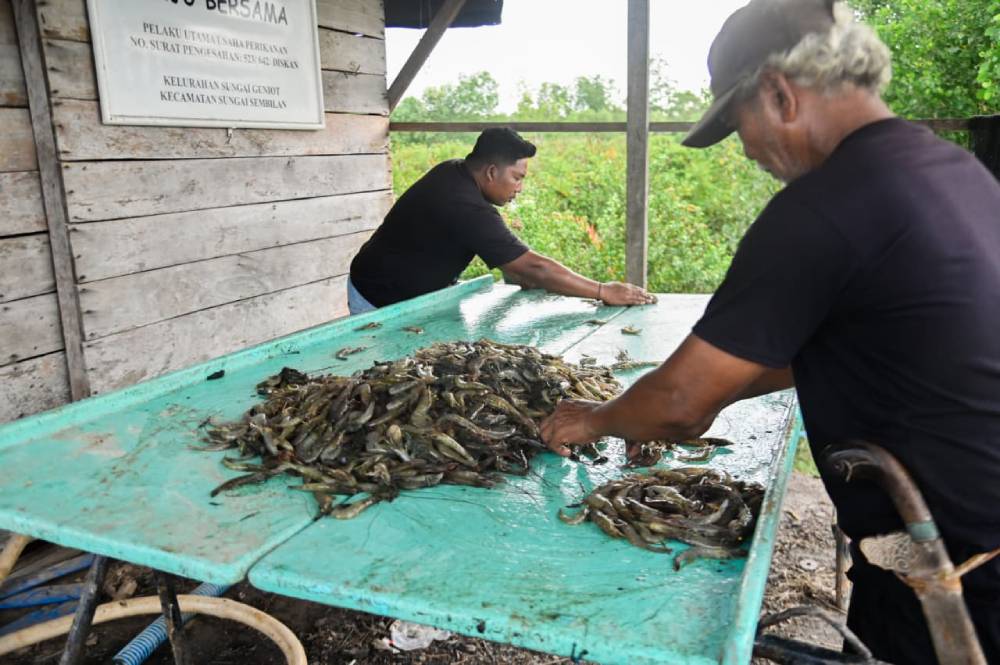Potensi Emas Sektor Udang, Peluang Besar Gali Potensi Bagi Masyarakat dan Investor
