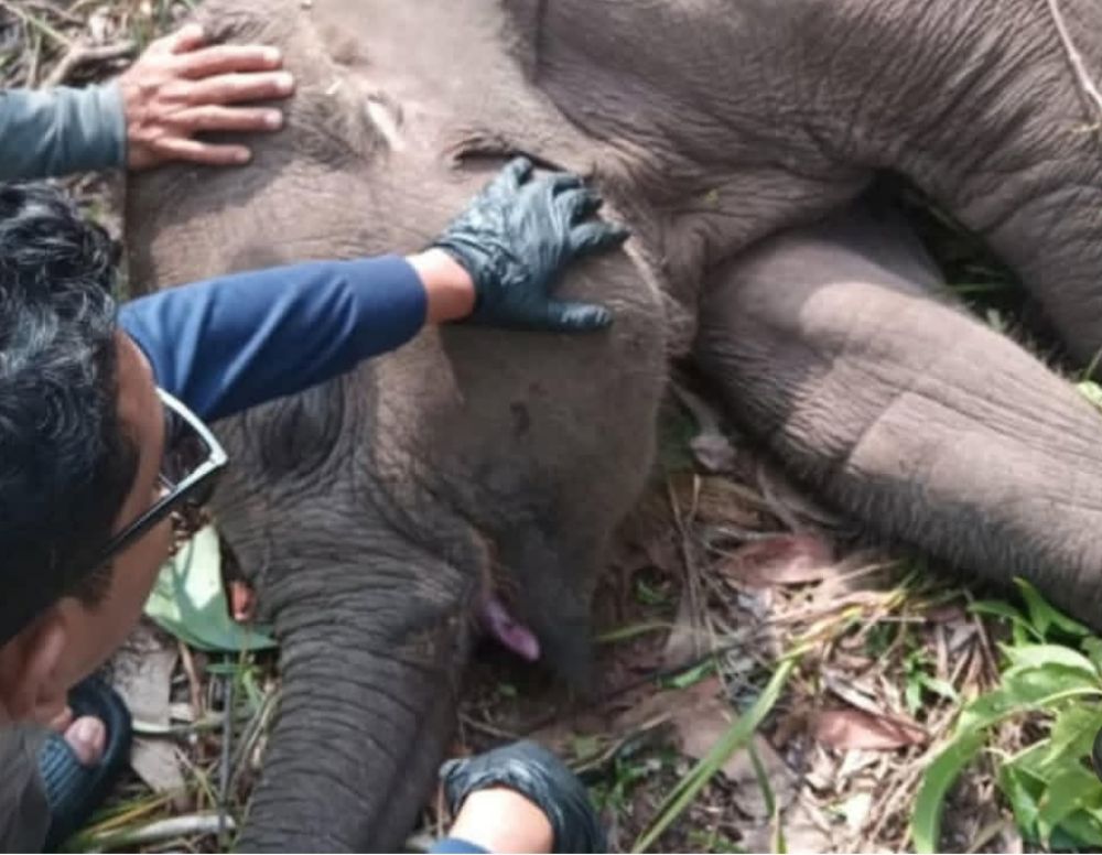 Tari, Anak Gajah Kesayangan Kapolda Riau Mati di TNTN