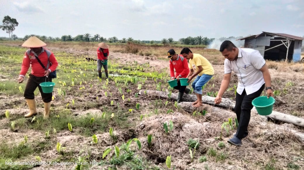 Tingkatkan Hasil Panen, Bumdes Kepenghuluan Sungai Bakau Lakukan Pemupukan Keladi Ungu